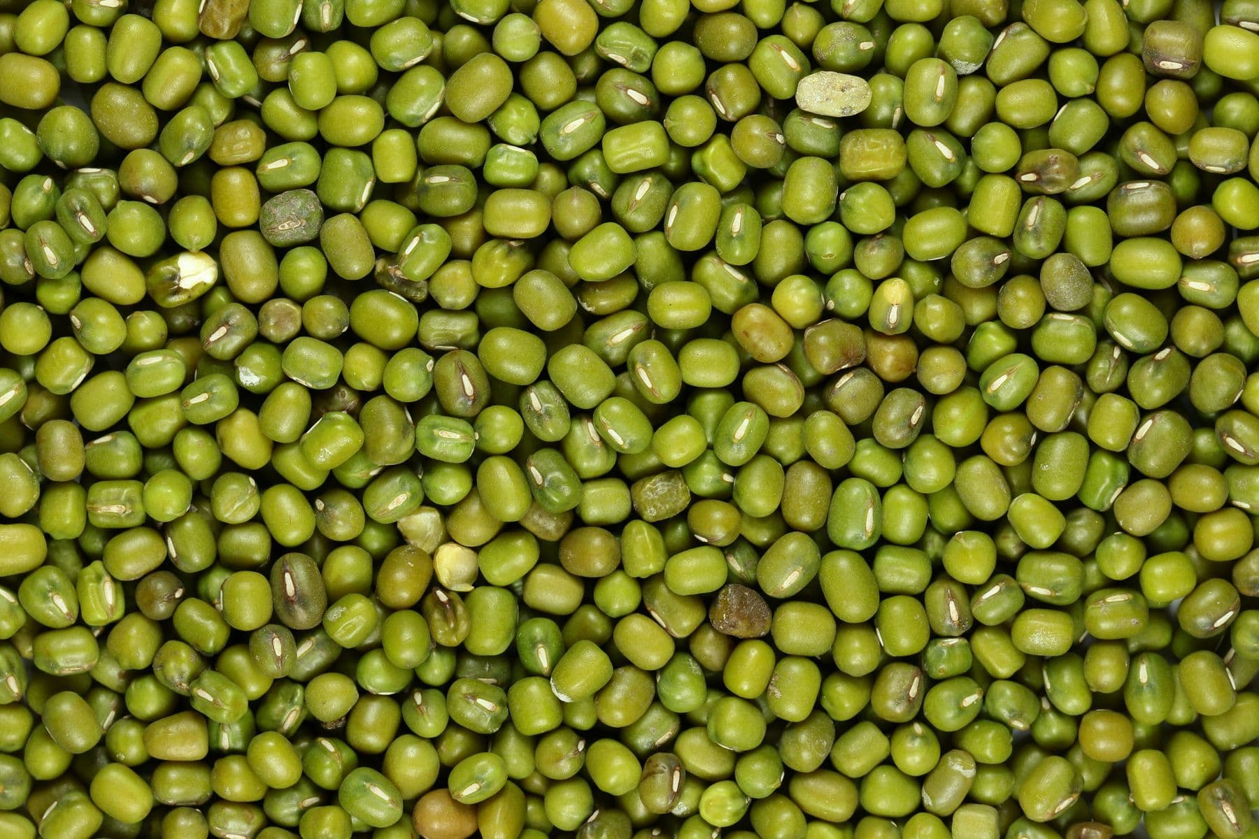 Close-up of whole green moong