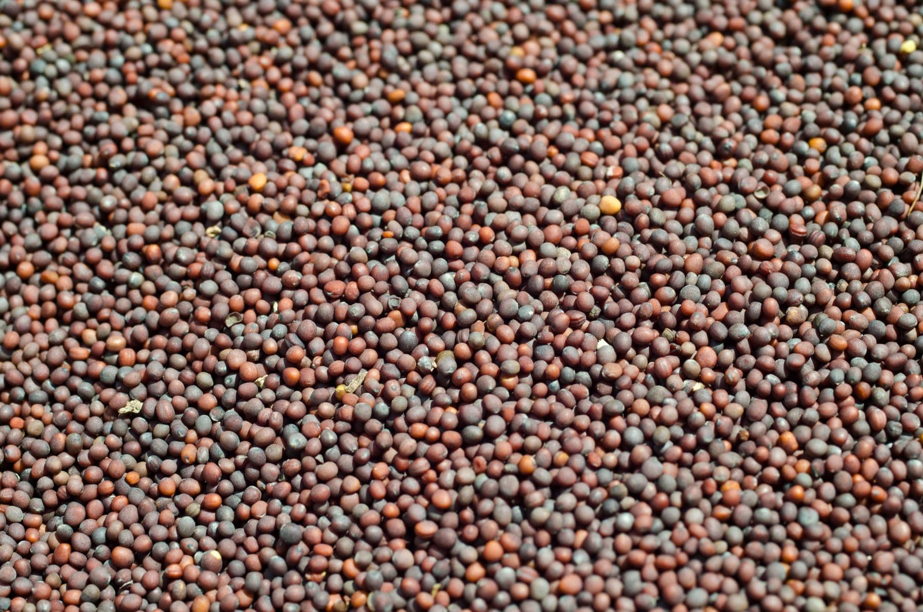 Close-up of brown mustard seeds