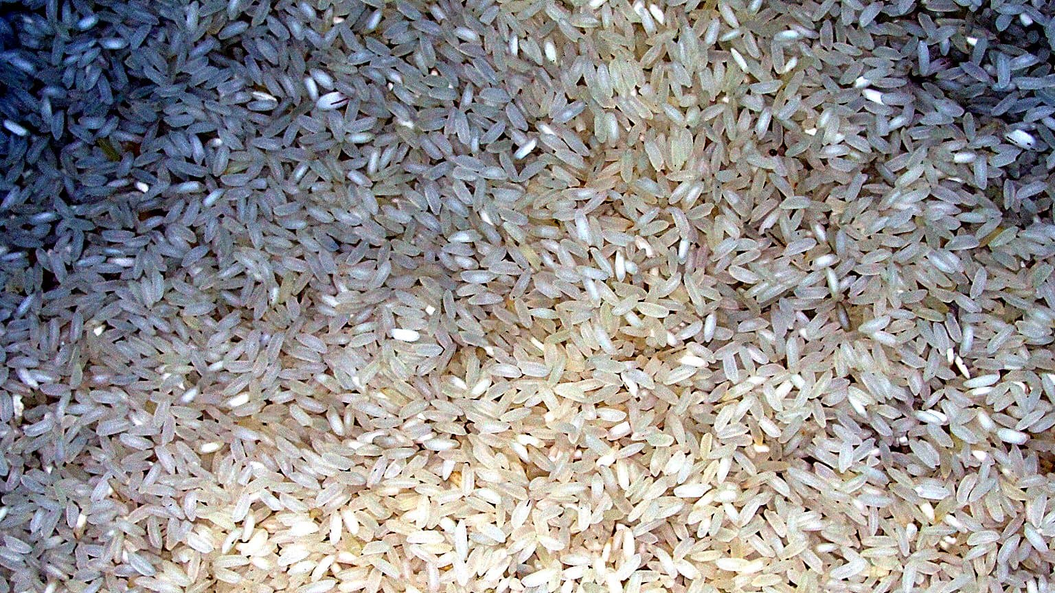 Close-up of white ponni rice