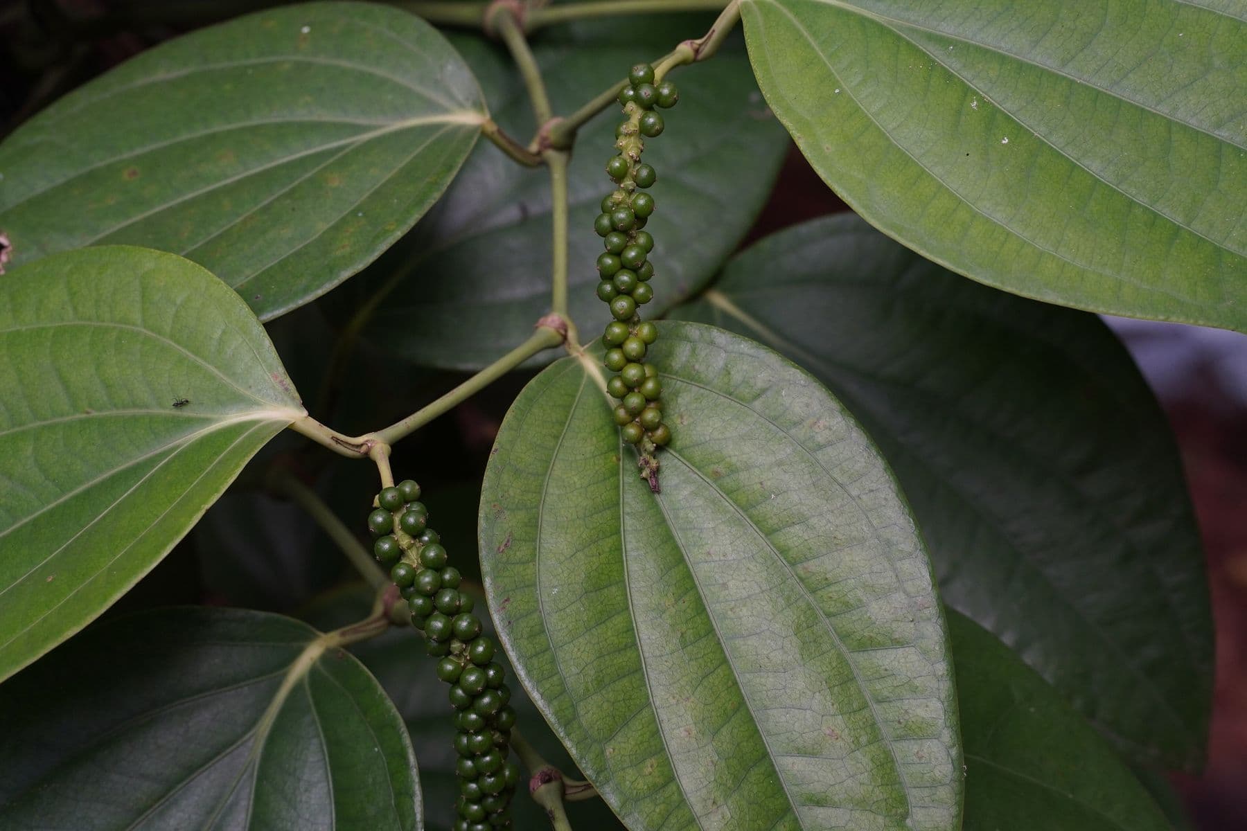 Green pepper spikes hanging on the vine