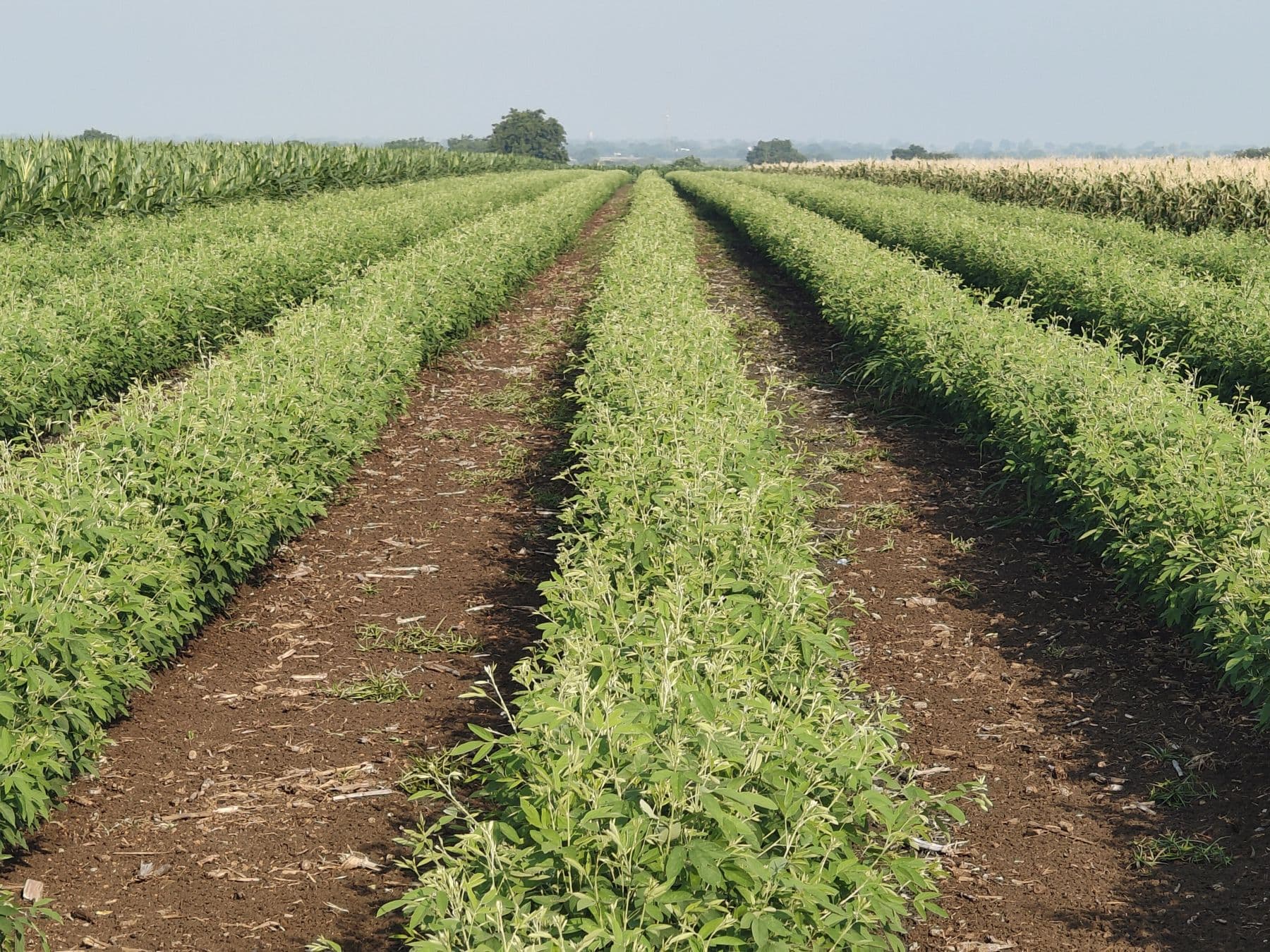 Rows of pigeon pea plants in red soil